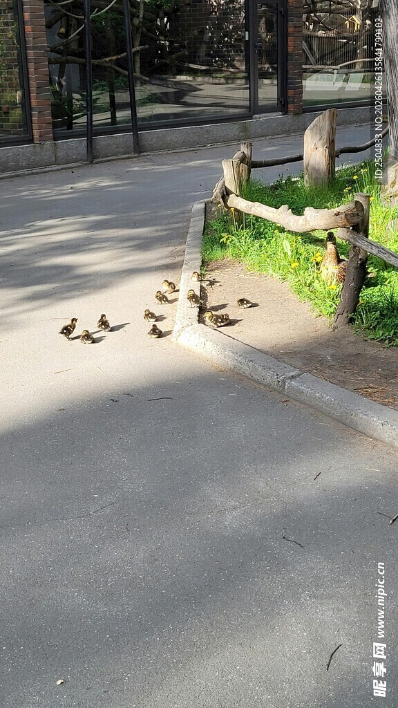 路边漫步的一群鸭子