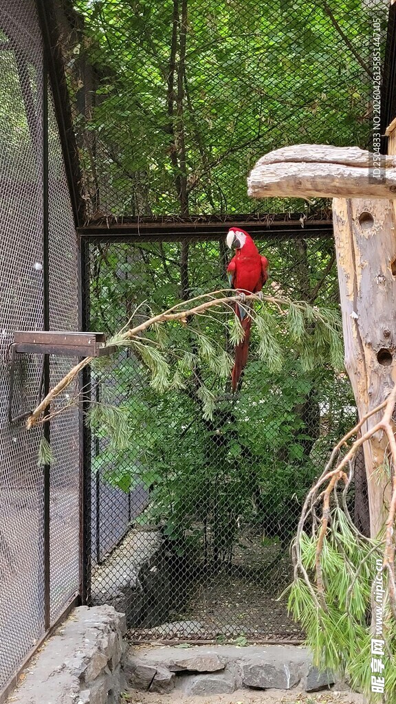 窗边红雀栖于绿植间