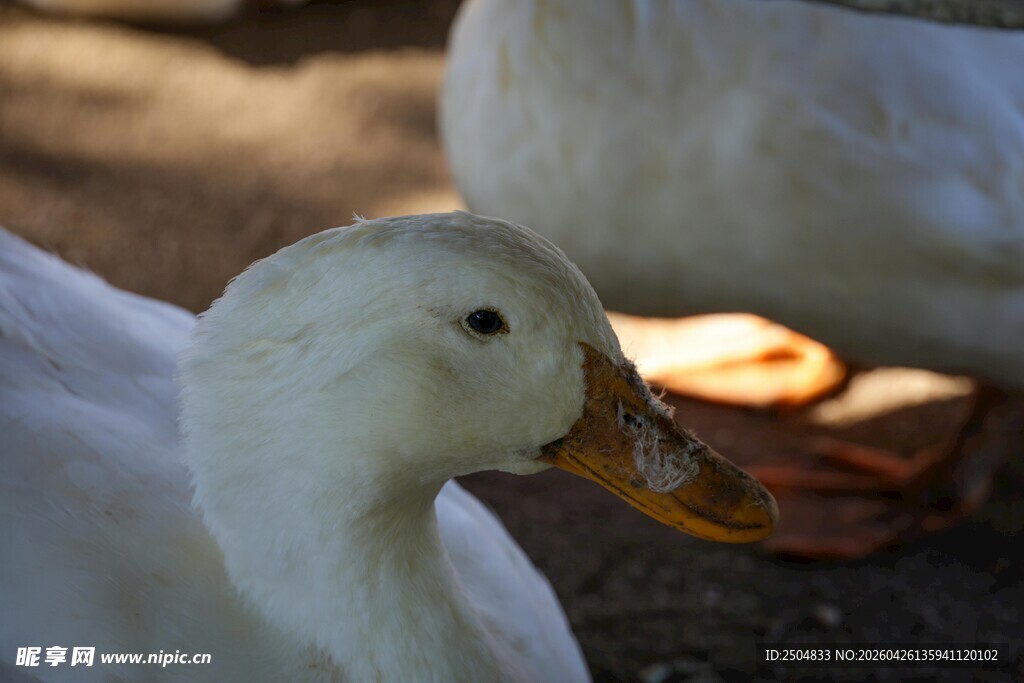白鸭特写