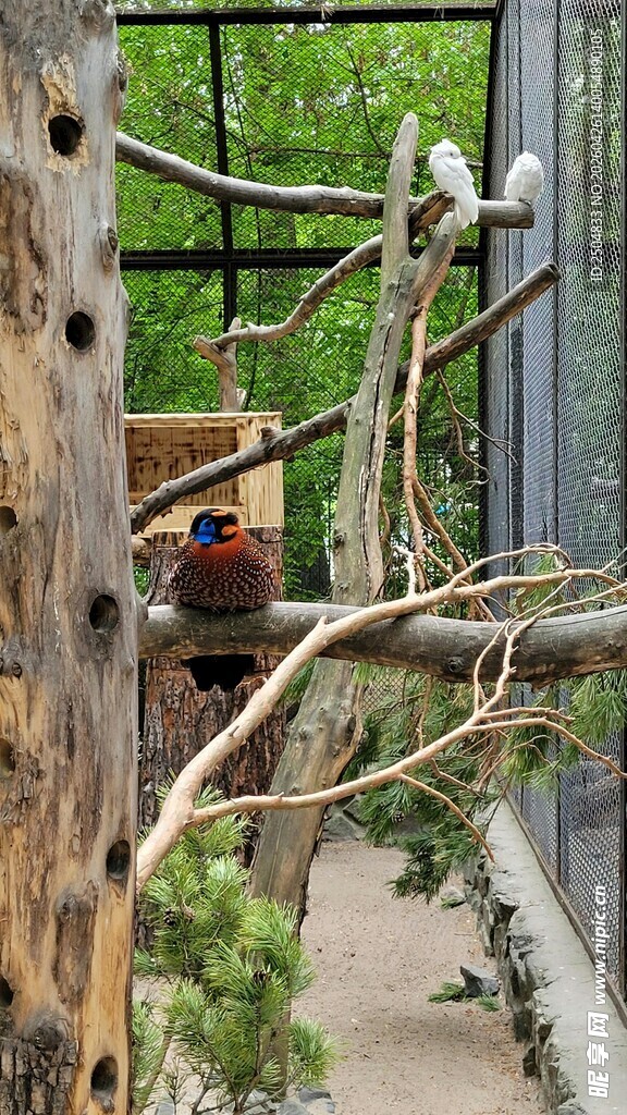 树干上栖息的鸟儿
