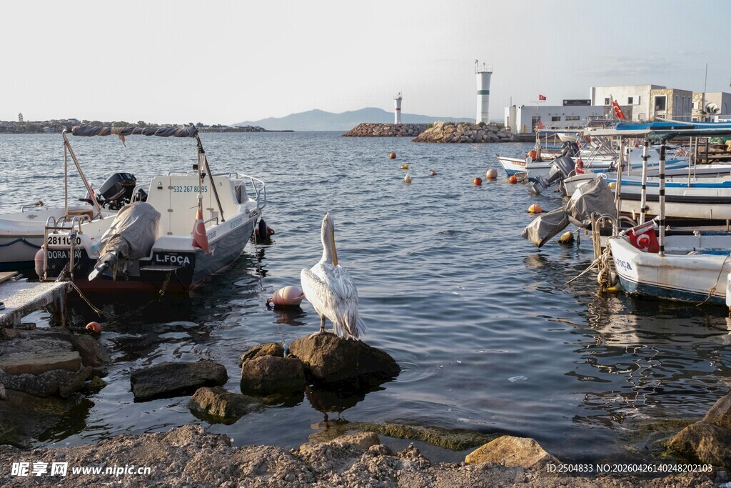海港渔船与觅食海鸥