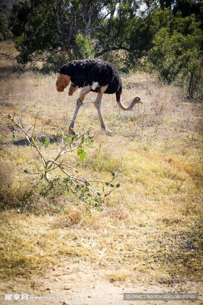 奔跑的鸵鸟在开阔草地