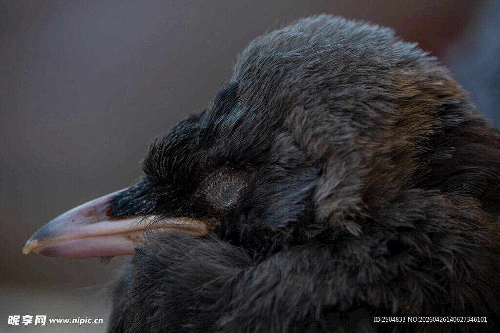 闭眼休憩的黑羽小鸟