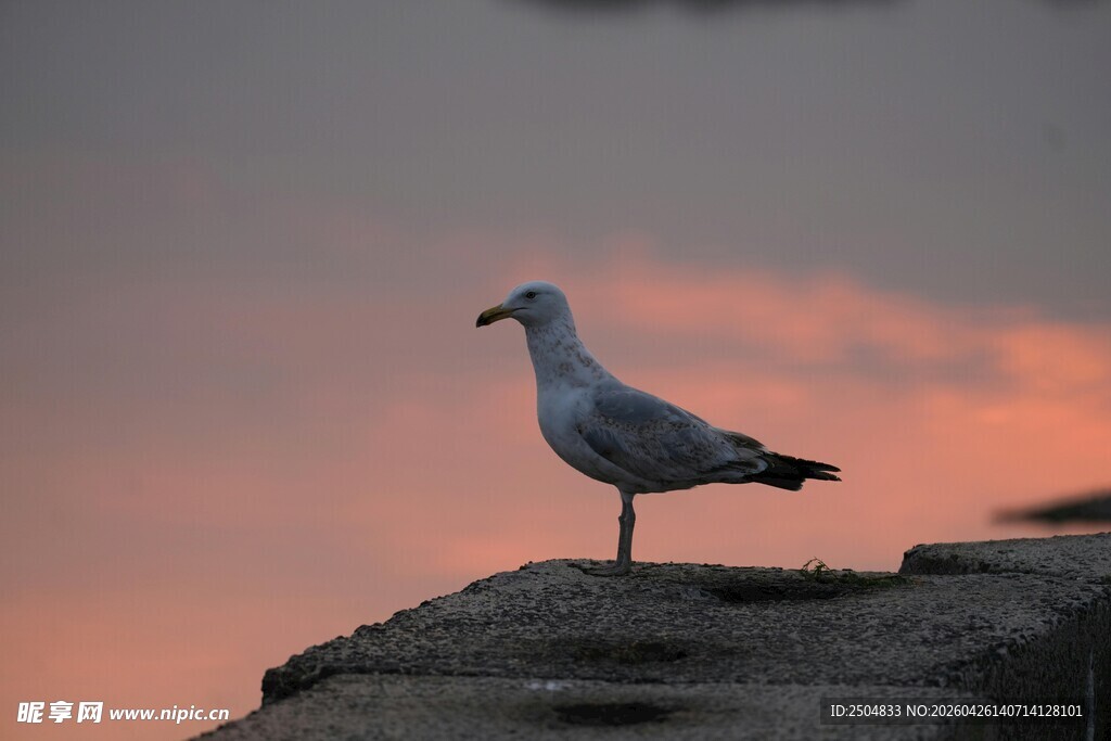 夕阳下独站的海鸥
