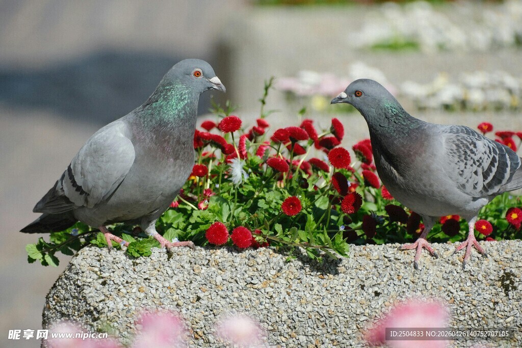 鸽子与花丛中的美丽邂逅