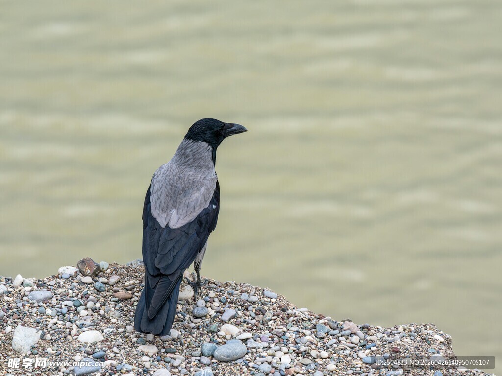 岸边站立的灰黑色小鸟