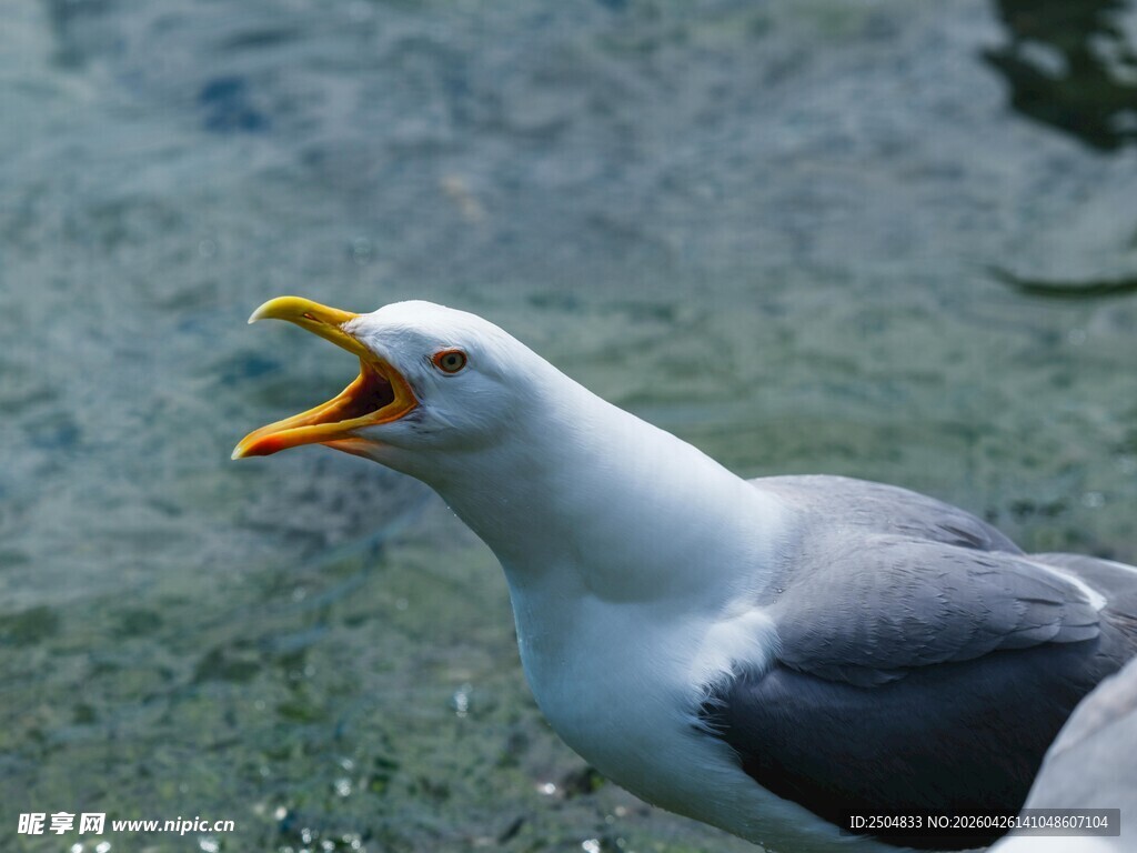 张嘴鸣叫的海鸥