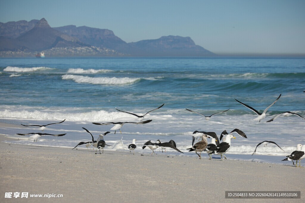 海滩上飞翔的海鸥与海浪