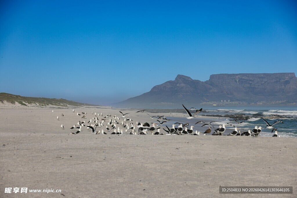 沙滩上的鸟群与远山美景