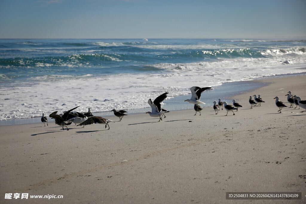 海滩上群鸟漫步的美丽景象