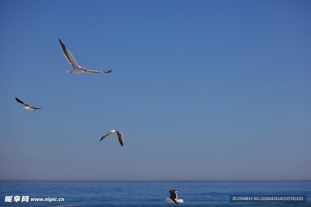 蓝天碧海间飞翔的海鸥