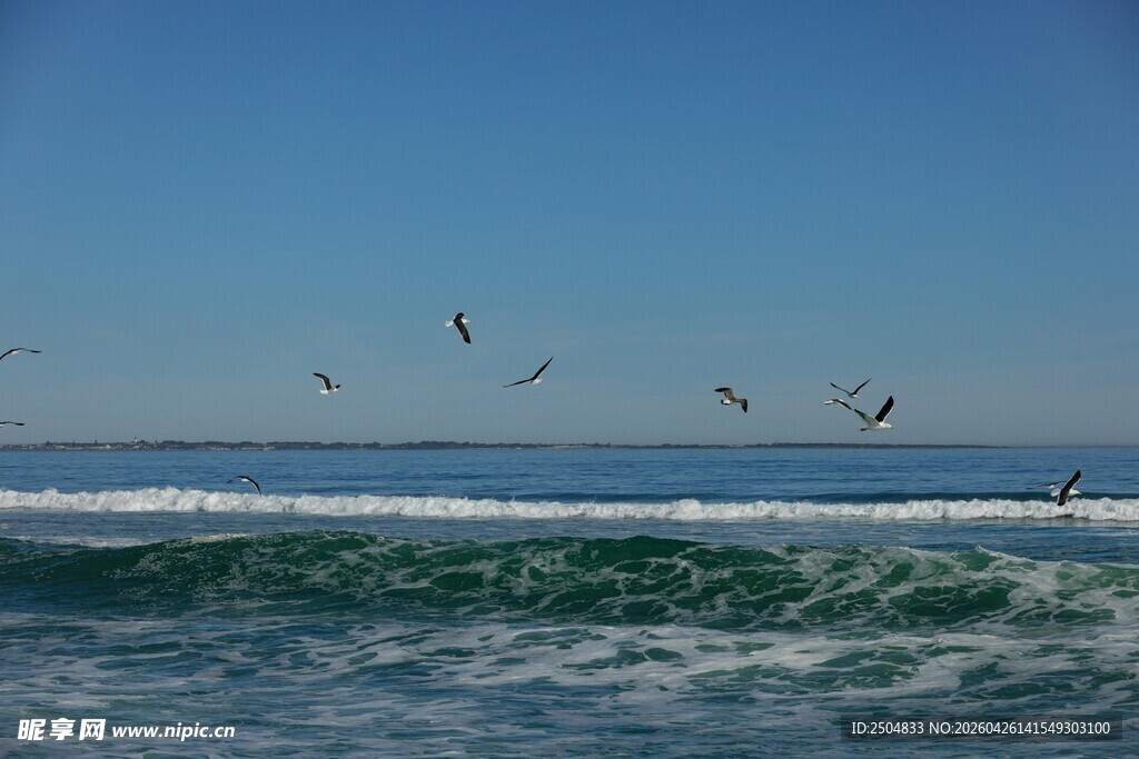 碧海蓝天间海鸥伴浪飞舞