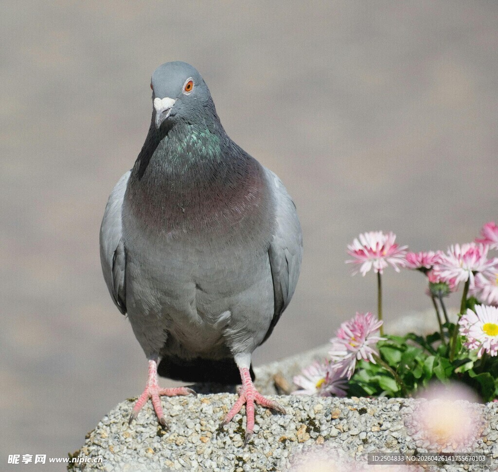 石上灰鸽伴繁花