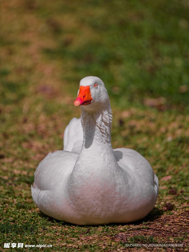 草地上休憩的白鹅