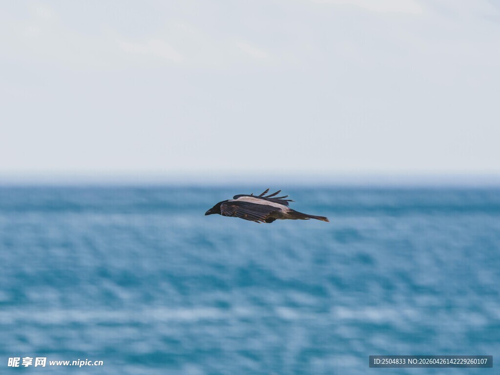 海面上飞翔的鸟