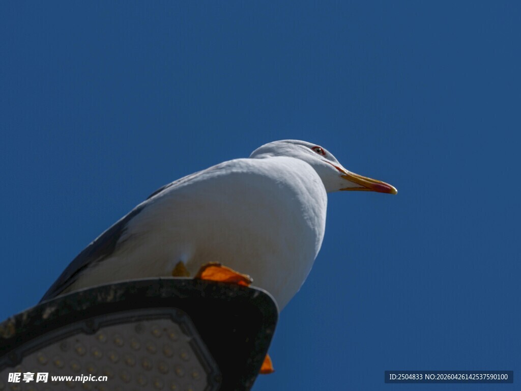 屋顶上的海鸥