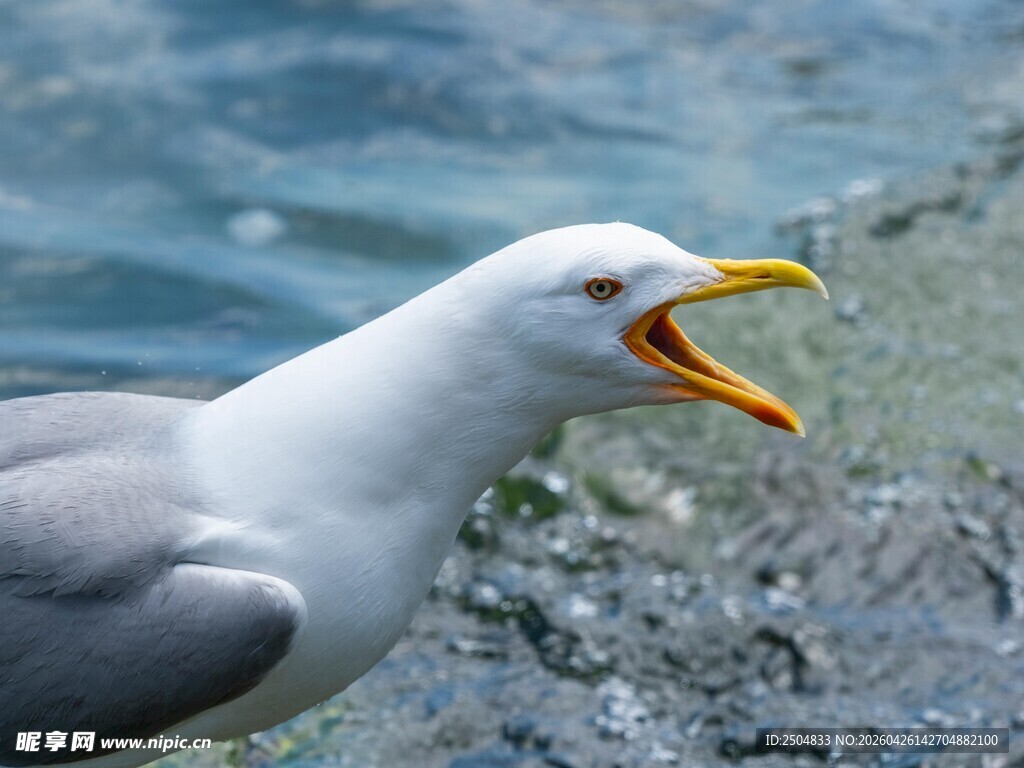 海边张嘴鸣叫的海鸥