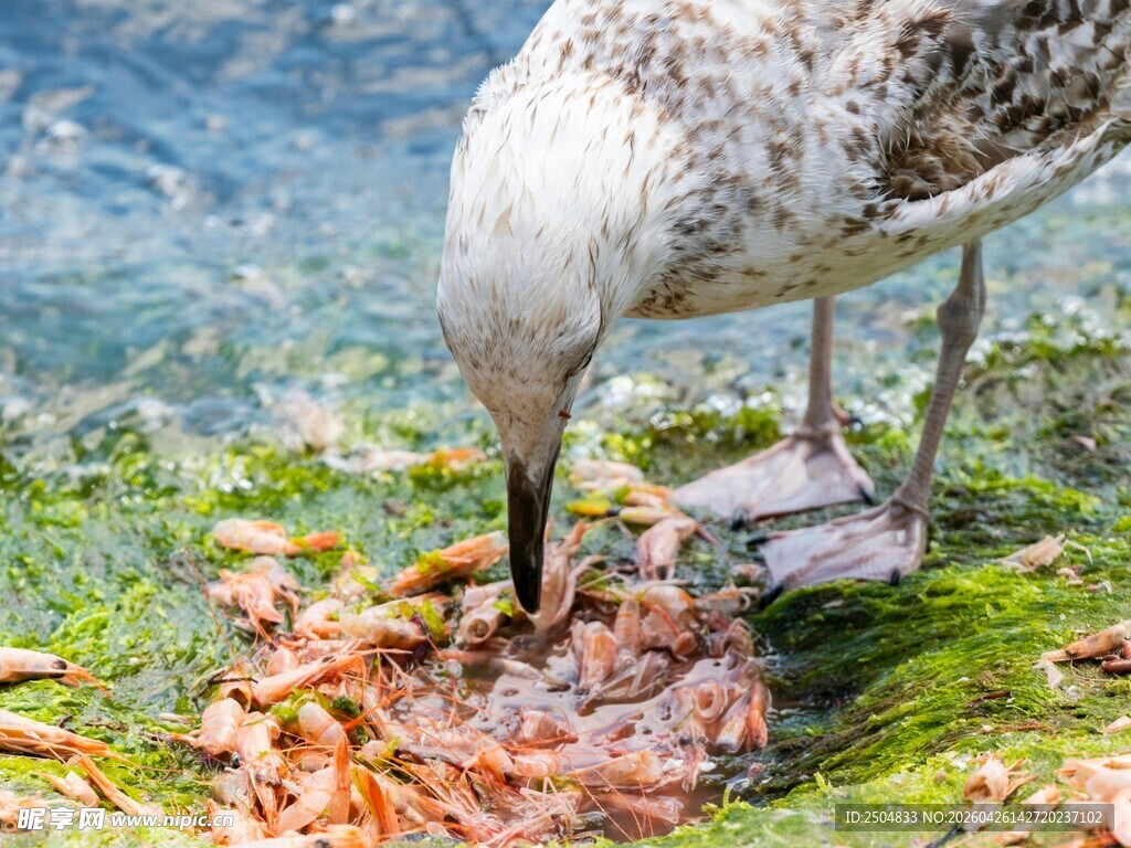 海鸥低头啄食岸边虾类
