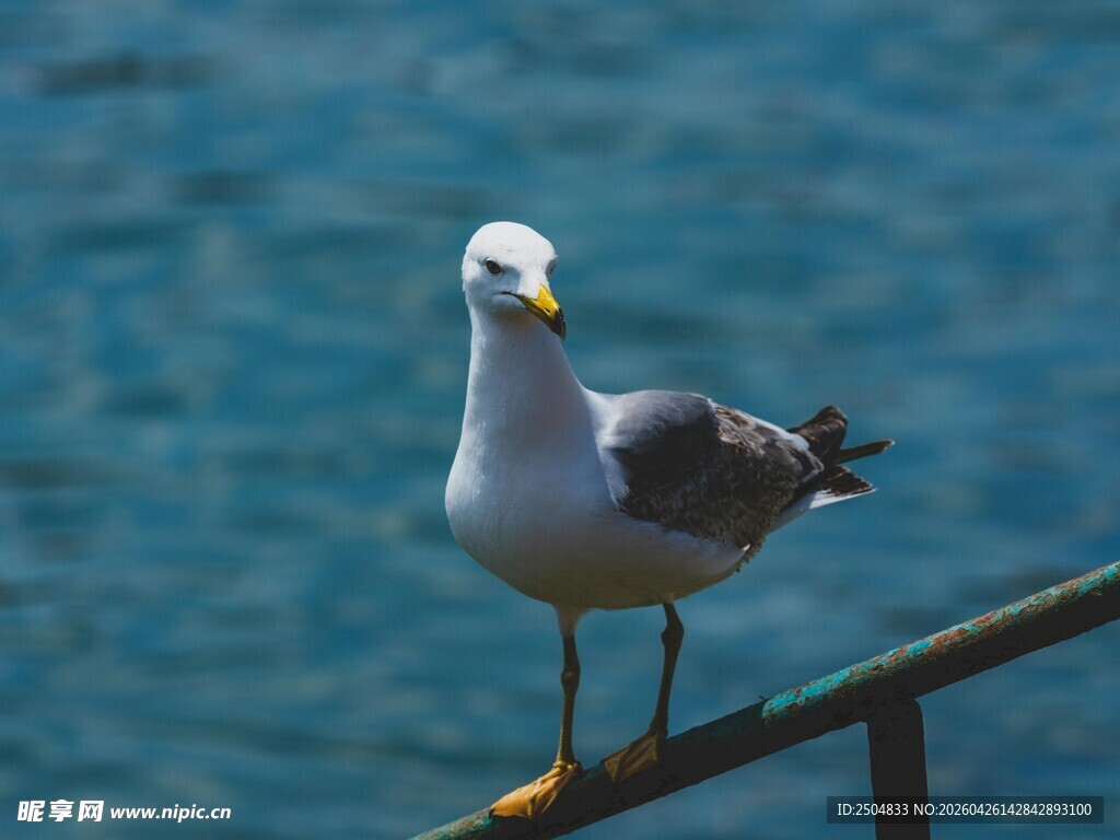 海鸥立于栏杆眺望大海
