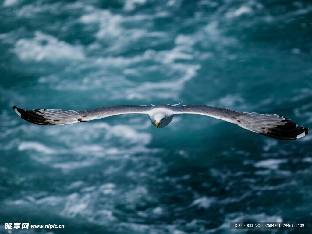 海鸥翱翔于蔚蓝海面