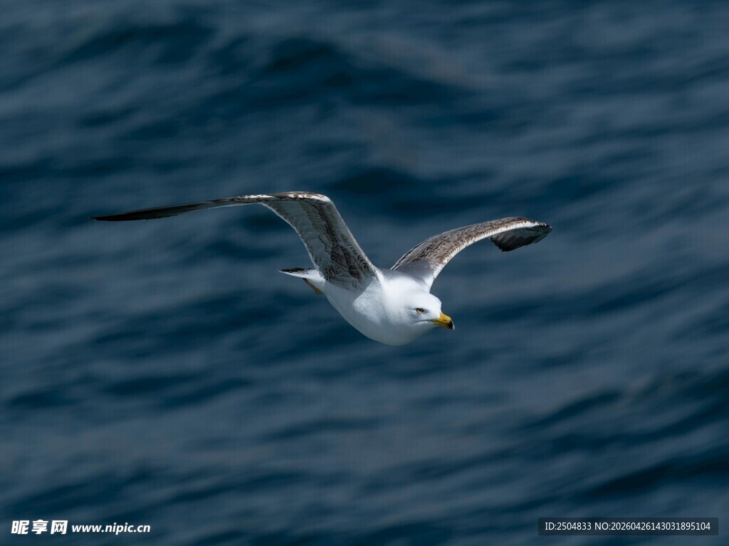 海鸥翱翔于蓝色海面