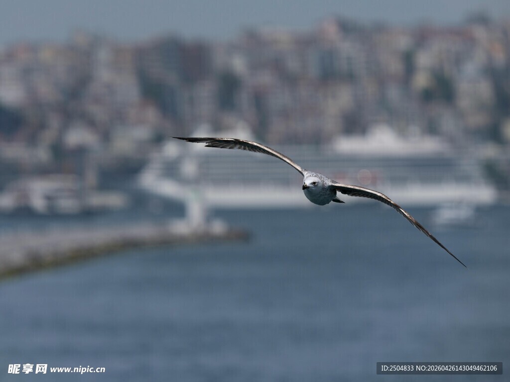海鸥飞翔于城市水域上空