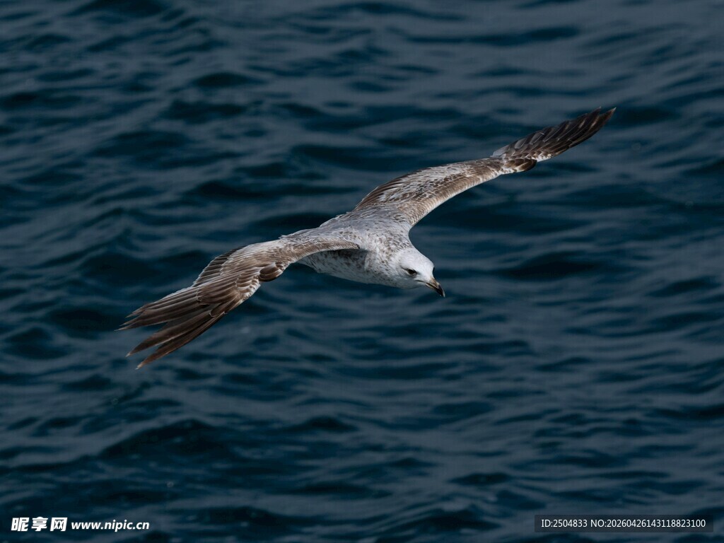 海面上翱翔的海鸥