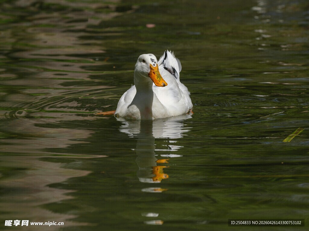 水中双鸭悠 
