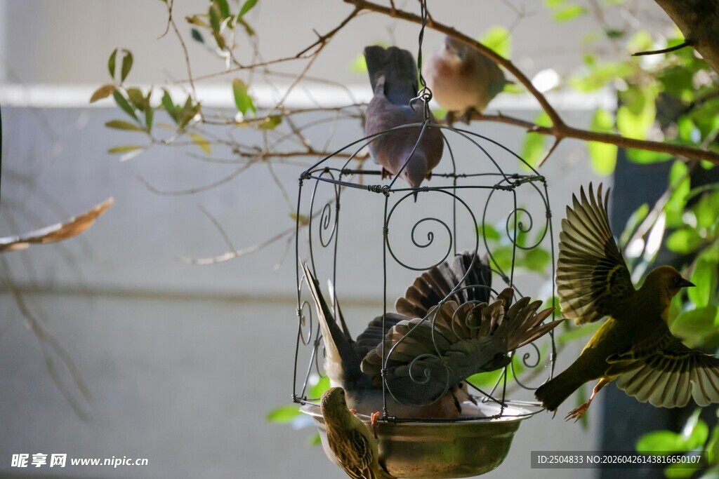 鸟儿聚集在精致鸟笼旁