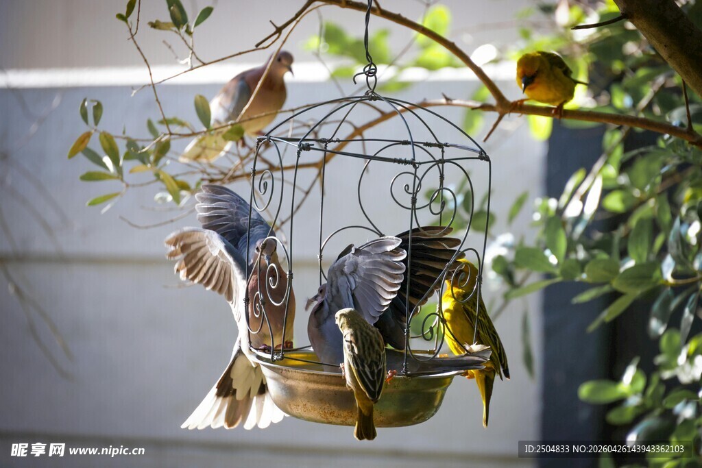 鸟栖于笼中 灵动自然景