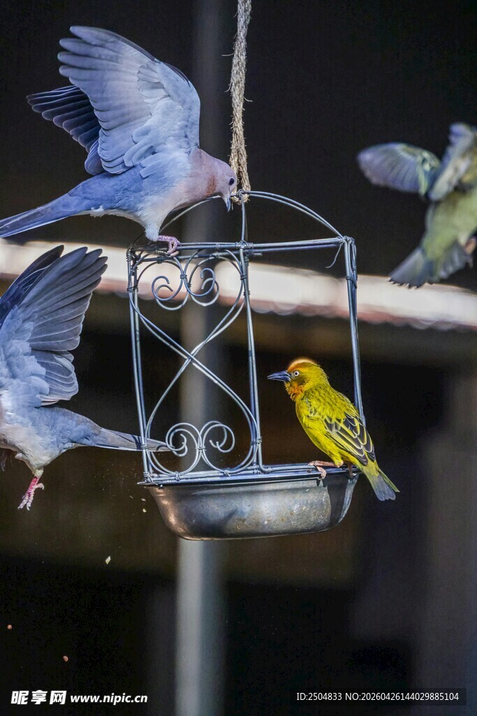 鸟儿聚集在喂食器进食