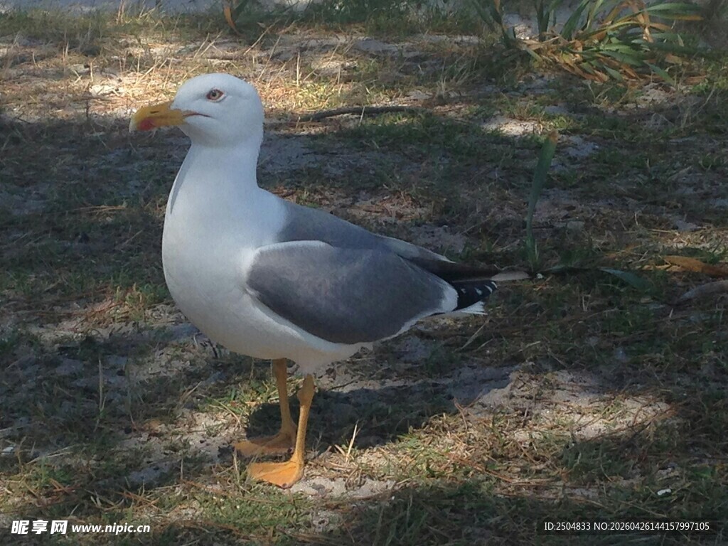 站立草地的灰羽海鸥