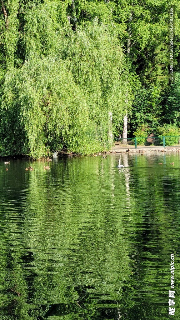 湖畔垂柳 静谧湖水风光