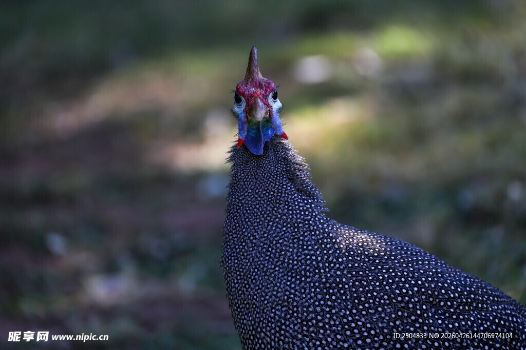 珍珠鸡特写