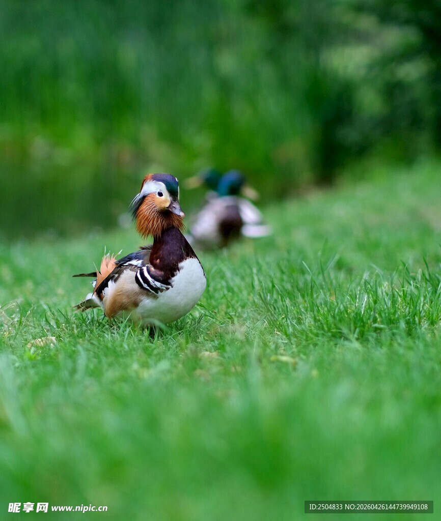 草地上的美丽鸳鸯