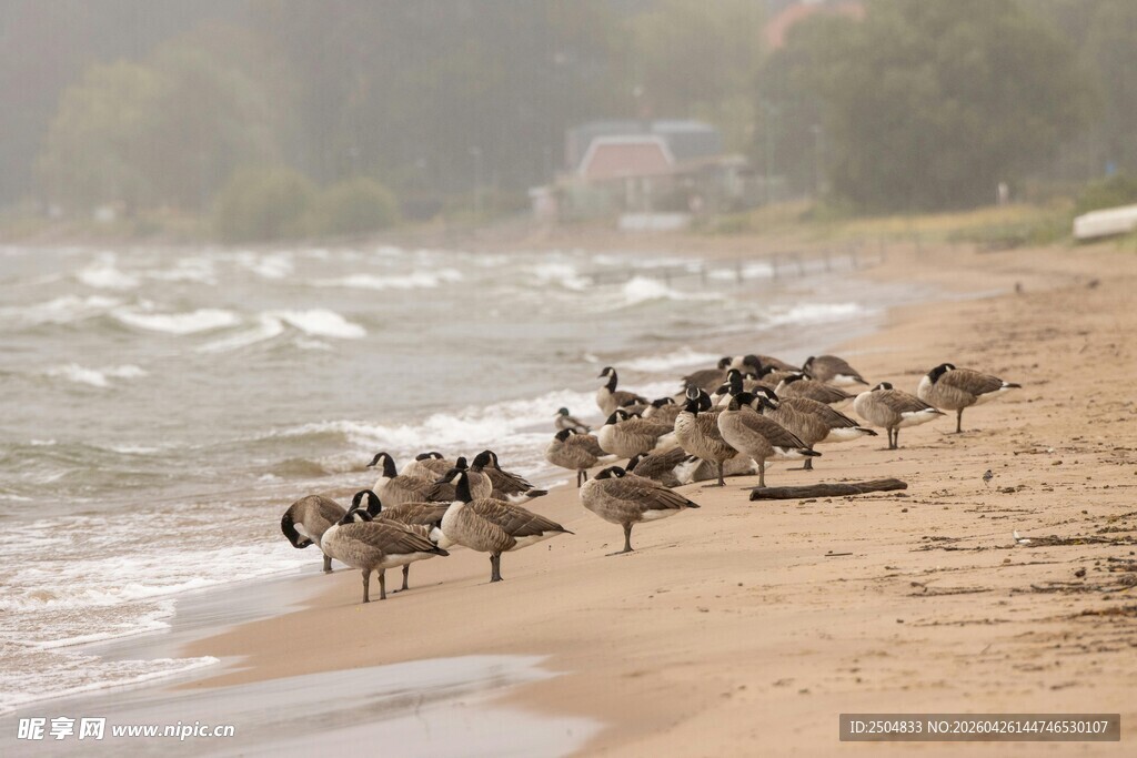 海滩上群鸟奔跑的瞬间
