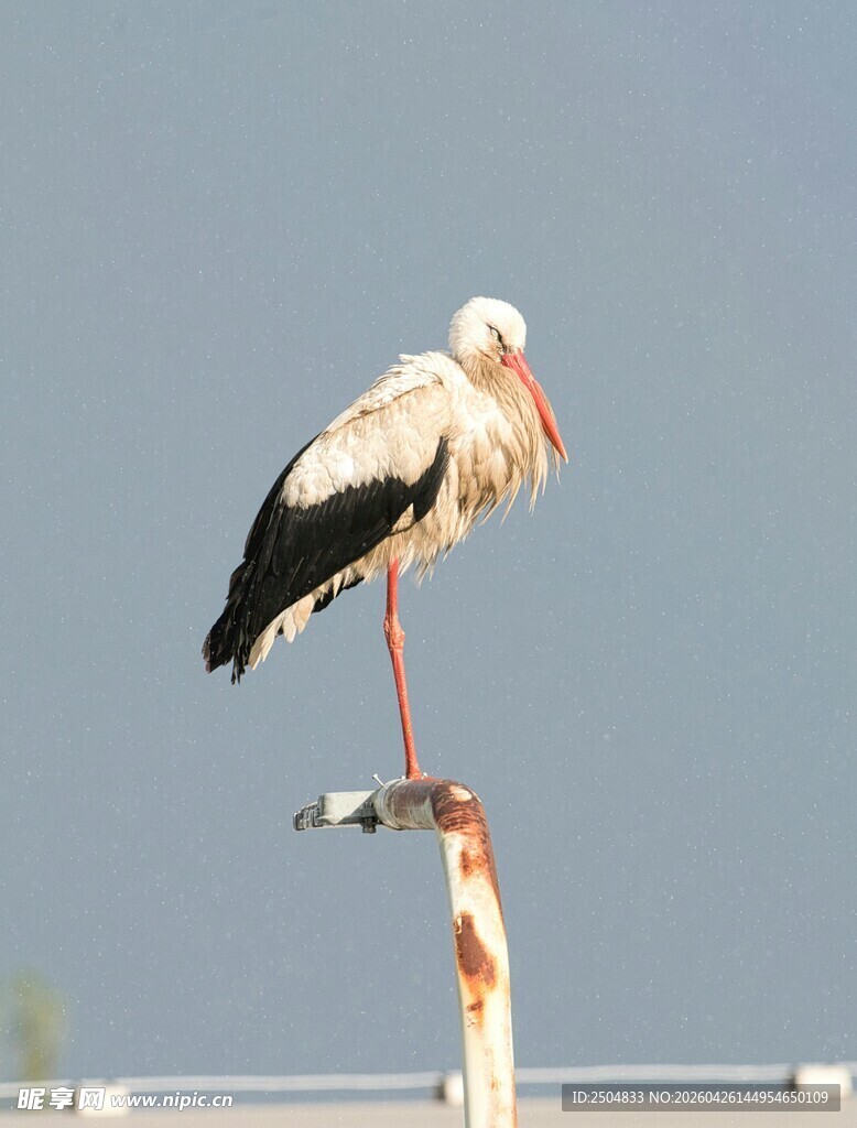 白鹳立于杆上