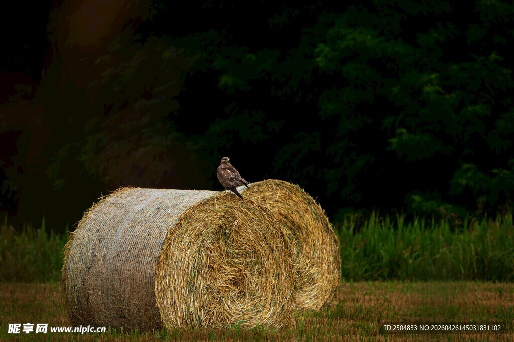 小鸟立于干草卷上