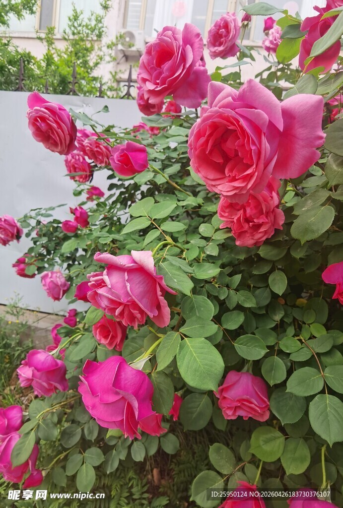 娇艳盛放的粉色月季花