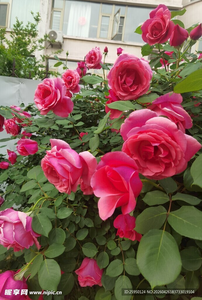 娇艳盛放的粉红色月季花