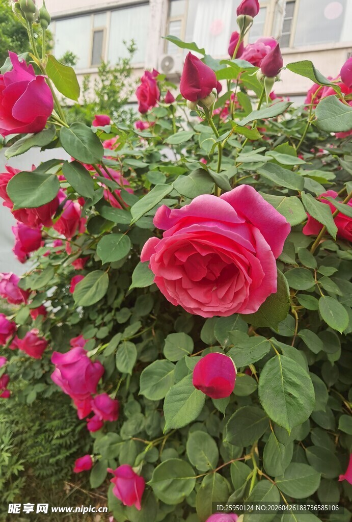 娇艳盛开的粉色月季花