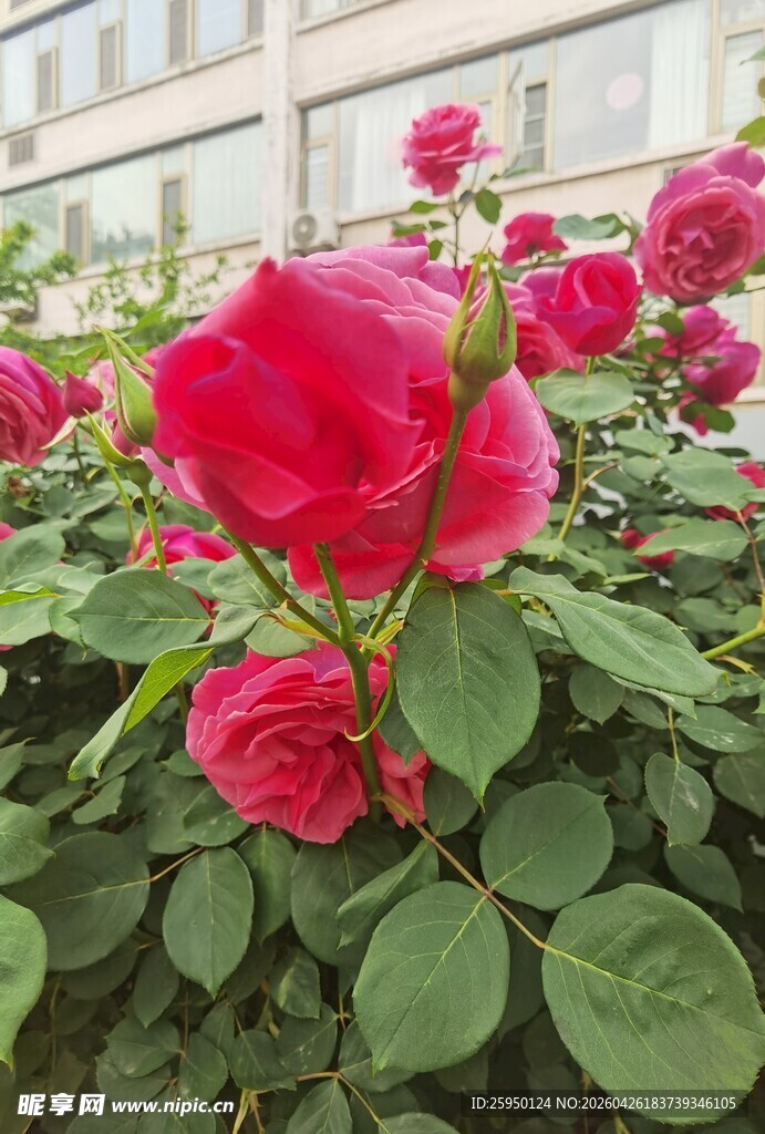 娇艳绽放的红月季花