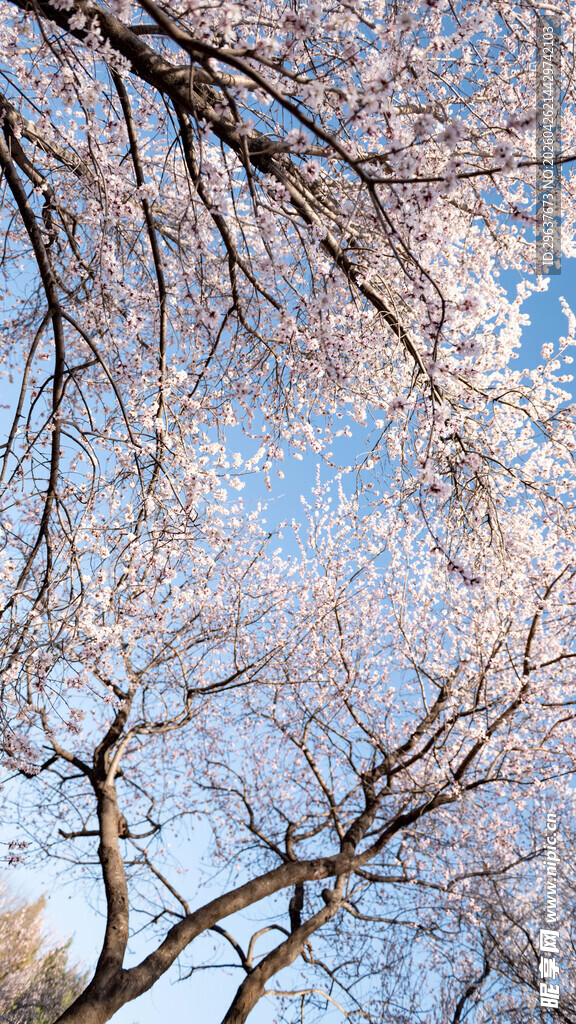 春日繁花满枝的山桃花树景