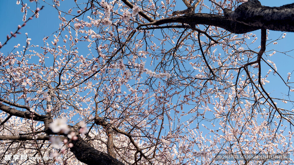 山桃花枝头繁花映蓝天