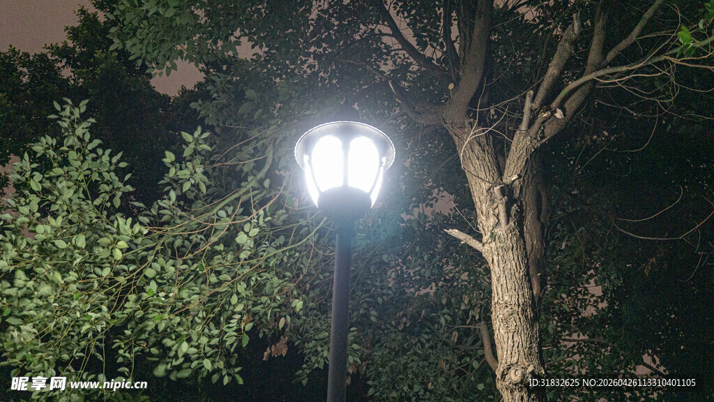 夜晚路灯下的葱郁树木