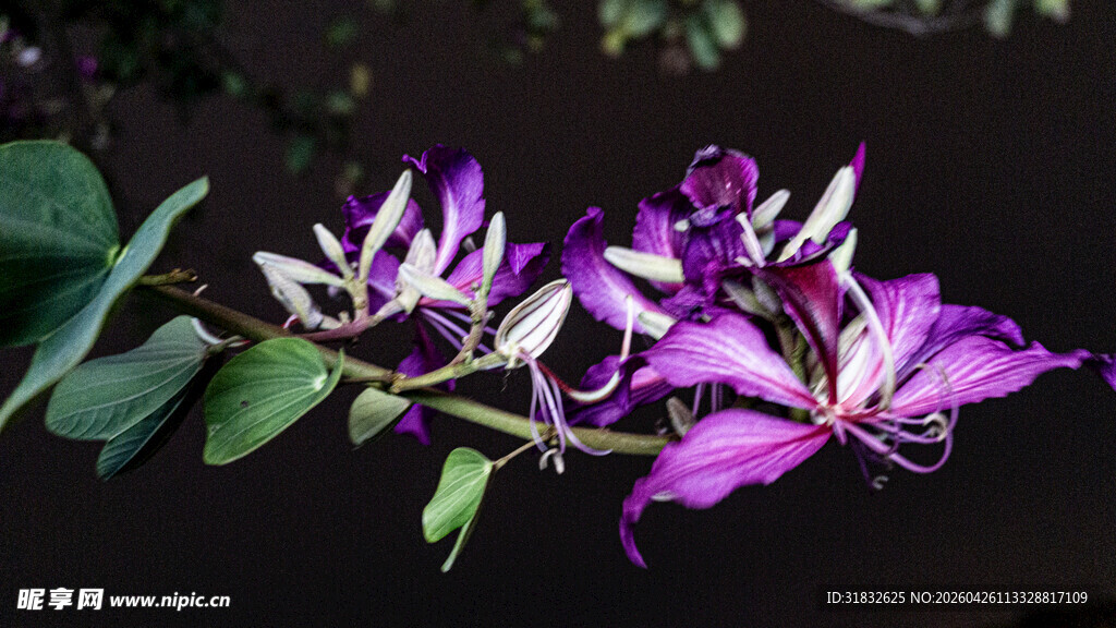 紫色花卉特写