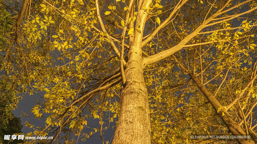 秋日林间树干与金黄树叶