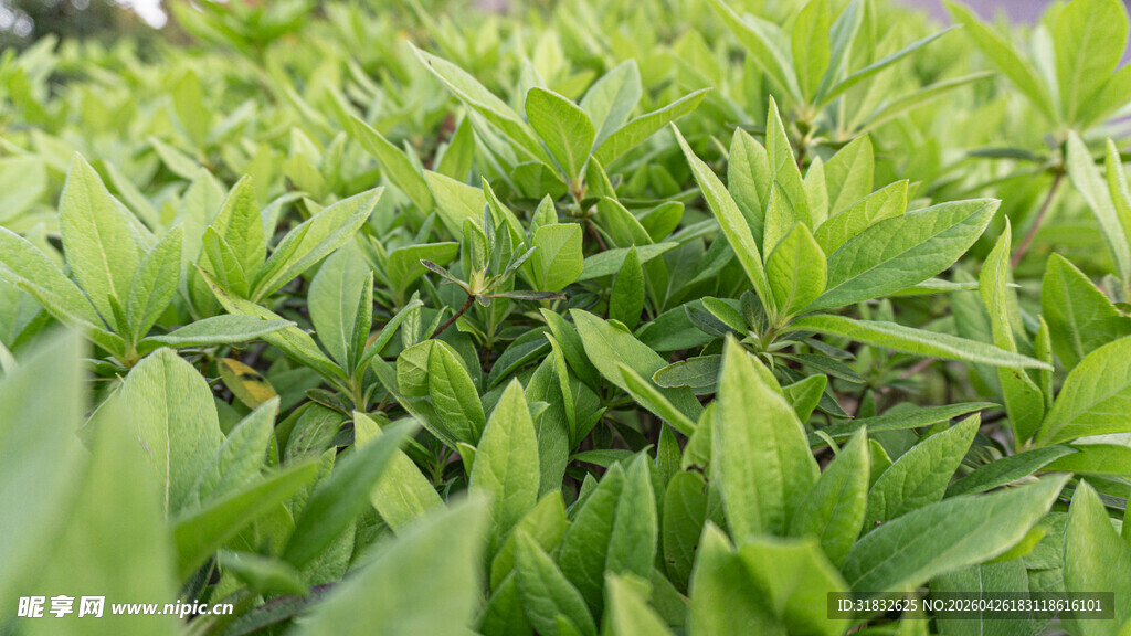 嫩绿繁茂的茶叶植株