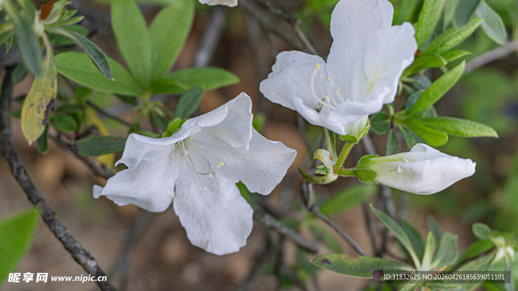 两朵白色绽放的杜鹃花