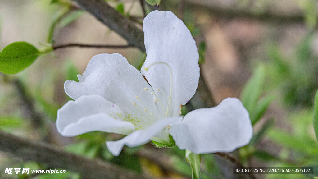 洁白素雅的单朵绽放花朵
